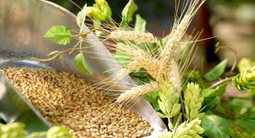 Jak pěstovat sladovnický ječmen? Výběr odrůd a zemědělská technika